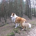 spacer w lasku w Wesołej k/ Warszawy, sheltie + collie z obu forum #sheltie #collie #spacer #Wesoła #lassie