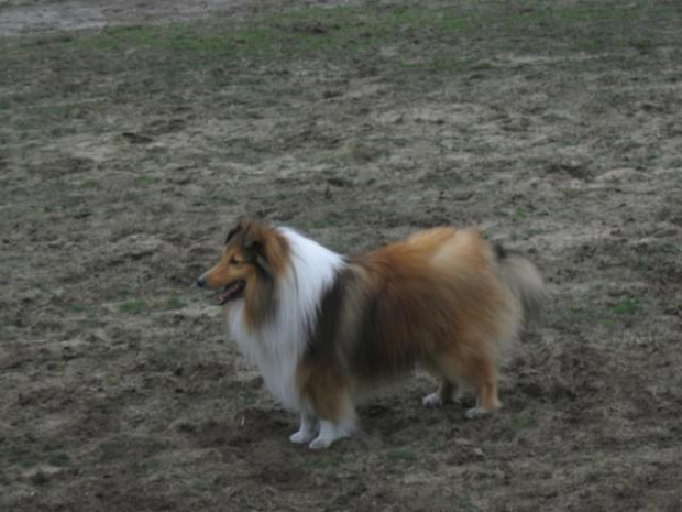 spacer w lasku w Wesołej k/ Warszawy, sheltie + collie z obu forum #sheltie #collie #spacer #Wesoła #lassie