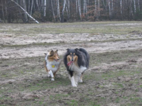 spacer w lasku w Wesołej k/ Warszawy, sheltie + collie z obu forum #sheltie #collie #spacer #Wesoła #lassie