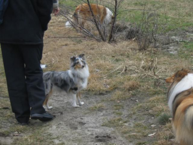 spacer w lasku w Wesołej k/ Warszawy, sheltie + collie z obu forum #sheltie #collie #spacer #Wesoła #lassie