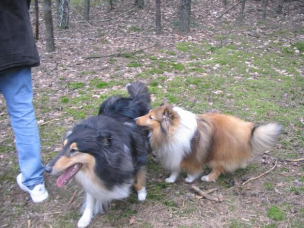 spacer w lasku w Wesołej k/ Warszawy, sheltie + collie z obu forum #sheltie #collie #spacer #Wesoła #lassie