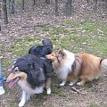 spacer w lasku w Wesołej k/ Warszawy, sheltie + collie z obu forum #sheltie #collie #spacer #Wesoła #lassie