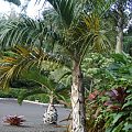 roślinność #Hawaje #natura #zwyczaje