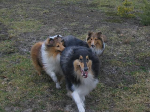 spacer w lasku w Wesołej k/ Warszawy, sheltie + collie z obu forum #sheltie #collie #spacer #Wesoła #lassie