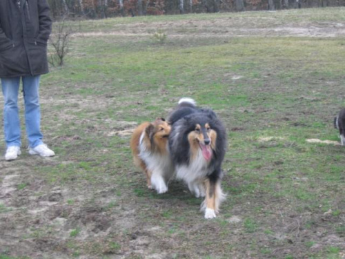 spacer w lasku w Wesołej k/ Warszawy, sheltie + collie z obu forum #sheltie #collie #spacer #Wesoła #lassie