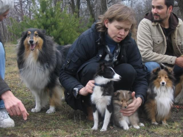 spacer w lasku w Wesołej k/ Warszawy, sheltie + collie z obu forum #sheltie #collie #spacer #Wesoła #lassie