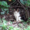 obserwator z tropikalnego lasu, #koty #rośliny #natura #tropik #Hawaje