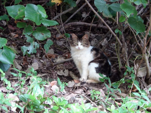 obserwator z tropikalnego lasu, #koty #rośliny #natura #tropik #Hawaje