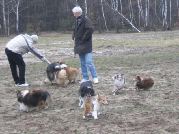 spacer w lasku w Wesołej k/ Warszawy, sheltie + collie z obu forum #sheltie #collie #spacer #Wesoła #lassie