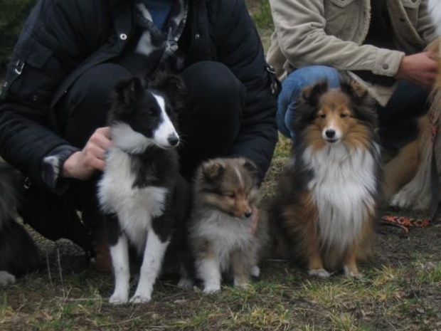 spacer w lasku w Wesołej k/ Warszawy, sheltie + collie z obu forum #sheltie #collie #spacer #Wesoła #lassie