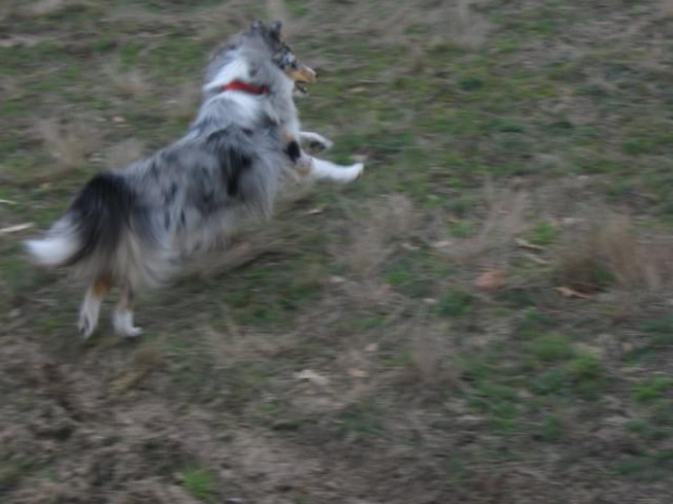 spacer w lasku w Wesołej k/ Warszawy, sheltie + collie z obu forum #sheltie #collie #spacer #Wesoła #lassie