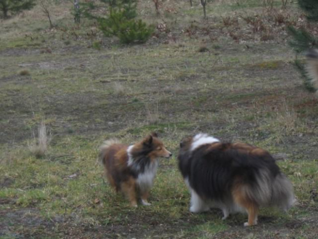 spacer w lasku w Wesołej k/ Warszawy, sheltie + collie z obu forum #sheltie #collie #spacer #Wesoła #lassie