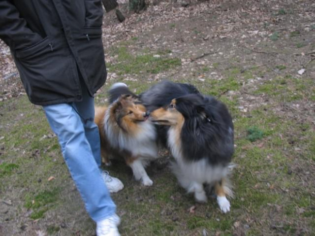 spacer w lasku w Wesołej k/ Warszawy, sheltie + collie z obu forum #sheltie #collie #spacer #Wesoła #lassie