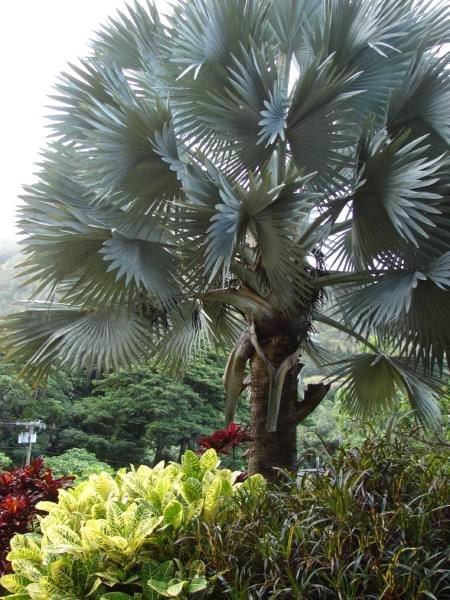 palma Bismarka #Hawaje #natura #zwyczaje