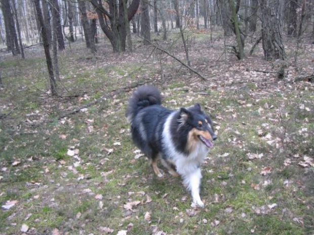 spacer w lasku w Wesołej k/ Warszawy, sheltie + collie z obu forum #sheltie #collie #spacer #Wesoła #lassie