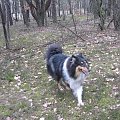 spacer w lasku w Wesołej k/ Warszawy, sheltie + collie z obu forum #sheltie #collie #spacer #Wesoła #lassie