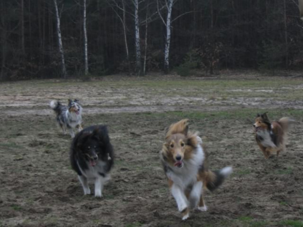 spacer w lasku w Wesołej k/ Warszawy, sheltie + collie z obu forum #sheltie #collie #spacer #Wesoła #lassie