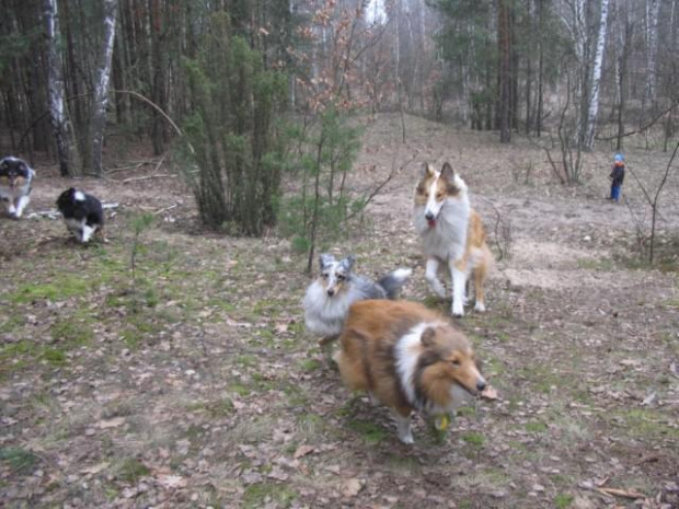 spacer w lasku w Wesołej k/ Warszawy, sheltie + collie z obu forum #sheltie #collie #spacer #Wesoła #lassie