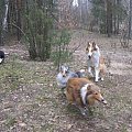 spacer w lasku w Wesołej k/ Warszawy, sheltie + collie z obu forum #sheltie #collie #spacer #Wesoła #lassie