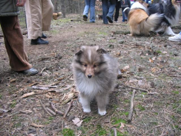 spacer w lasku w Wesołej k/ Warszawy, sheltie + collie z obu forum #sheltie #collie #spacer #Wesoła #lassie