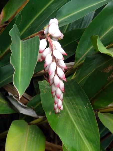 alpinia #rośliny #natura #tropik #Hawaje