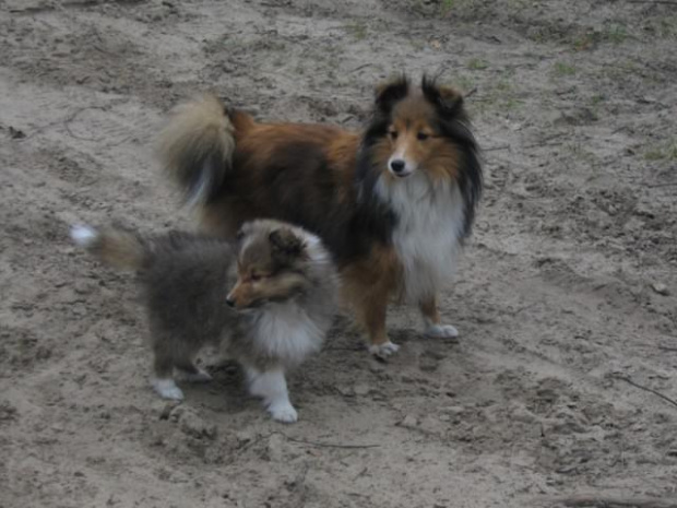 spacer w lasku w Wesołej k/ Warszawy, sheltie + collie z obu forum #sheltie #collie #spacer #Wesoła #lassie