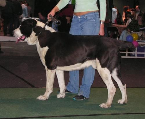 CACIB Show 11.03.2007