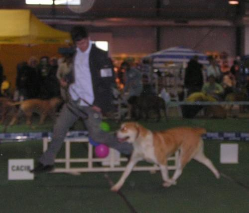 CACIB Show 11.03.2007