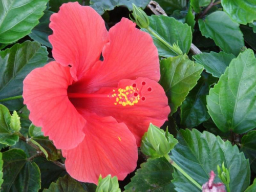 czerwona malwa #rośliny #wyspa #Hawaje