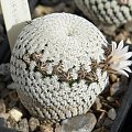 Mammillaria pectinifera