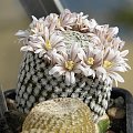 Mammillaria sanchez-mejoradae