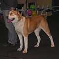 CACIB Show 11.03.2007