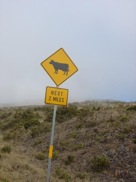 nic dziwnego, ze na tej wysokosci , w tych chmurach nie zauważy się spacerujących krów ! Tak, tak na zboczach pasą się krowy.. haha #wulkan #szczyt #Maui #PonadChmurami