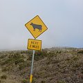 nic dziwnego, ze na tej wysokosci , w tych chmurach nie zauważy się spacerujących krów ! Tak, tak na zboczach pasą się krowy.. haha #wulkan #szczyt #Maui #PonadChmurami