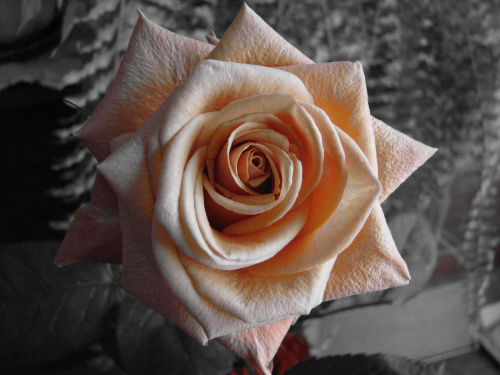 Róża. Piękna herbaciana róża, prezent na dzień kobiet:)