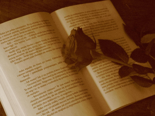 Róża na książce... Romantique;)