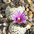 Turbinicarpus valdezianus