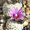Turbinicarpus valdezianus
