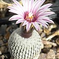 Turbinicarpus pseudopectinatus