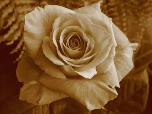 Znowu ów fascynująca róża:) Technika wykonania zdjęcia "Sepia". Lubię takie zdjęcia:)