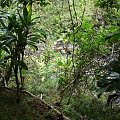 wchodzimy głębiej w tropikalny las, #las #tropik #strumień #hawaje