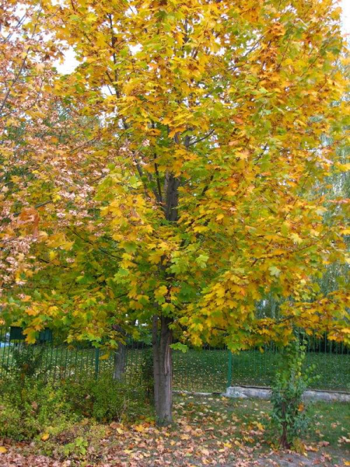 barwy jesieni