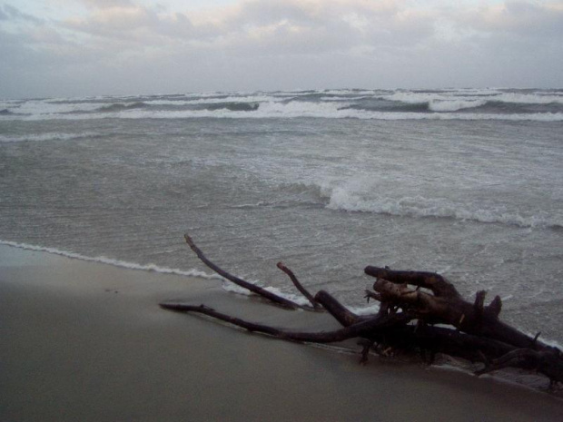 kłoda na plaży po ncnej burzy