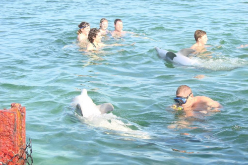 zabawa z delfinami