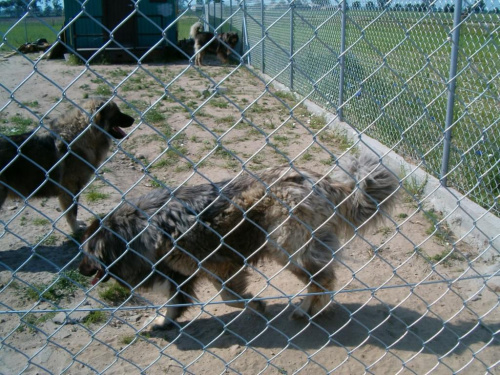 Owczarki Kaukaskie