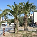 palmy w centrum miasta