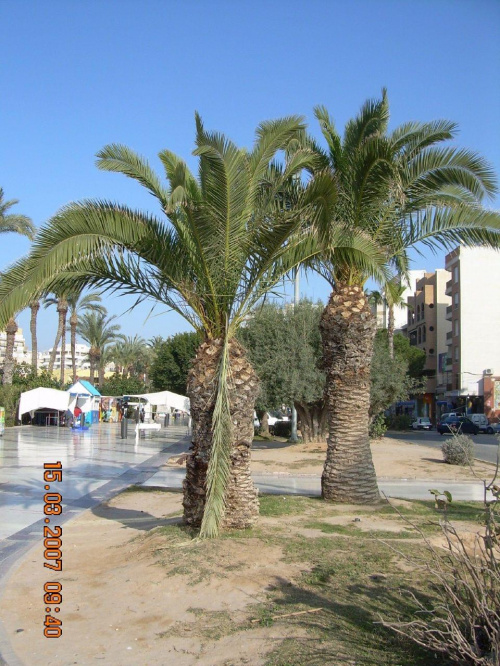 palmy w centrum miasta