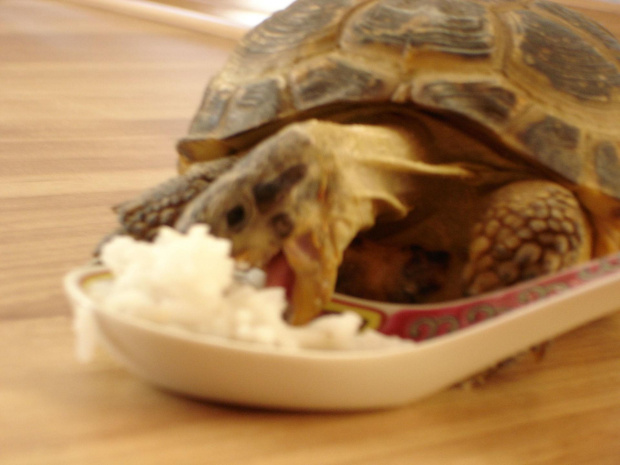 Podczas obiadku #żółw