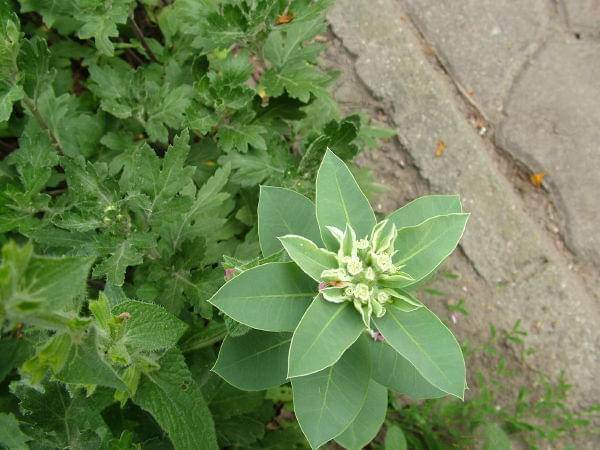 Wilczomlecz białobrzegi Euphorbia marginata #kwiaty