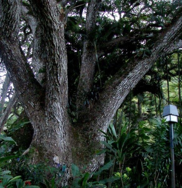 Waimea Valley